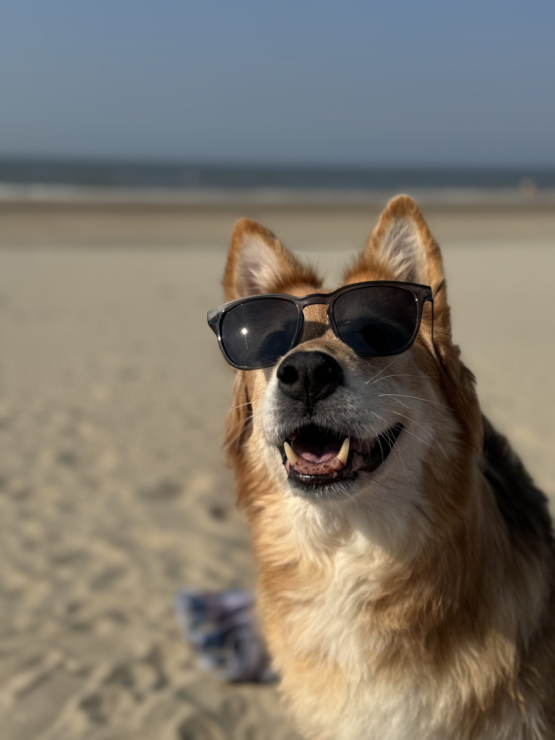 Hund mit Sonnenbrille